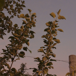 Controlled Growing System