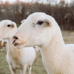 Katahdin Sheep