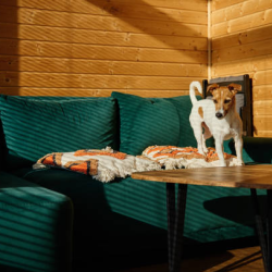 Pet-Friendly Accommodations