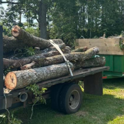 Tree Removal