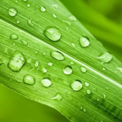 Bio Conservation