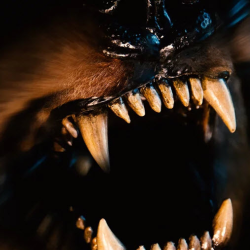Dog Bites