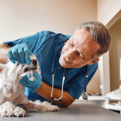 Dental Cleanings