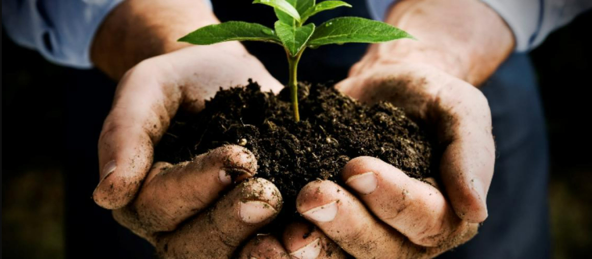 Mohave Master Gardener