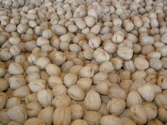 Jumbo Hartley Walnuts