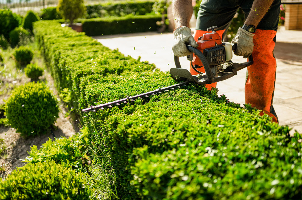 Shrub Care