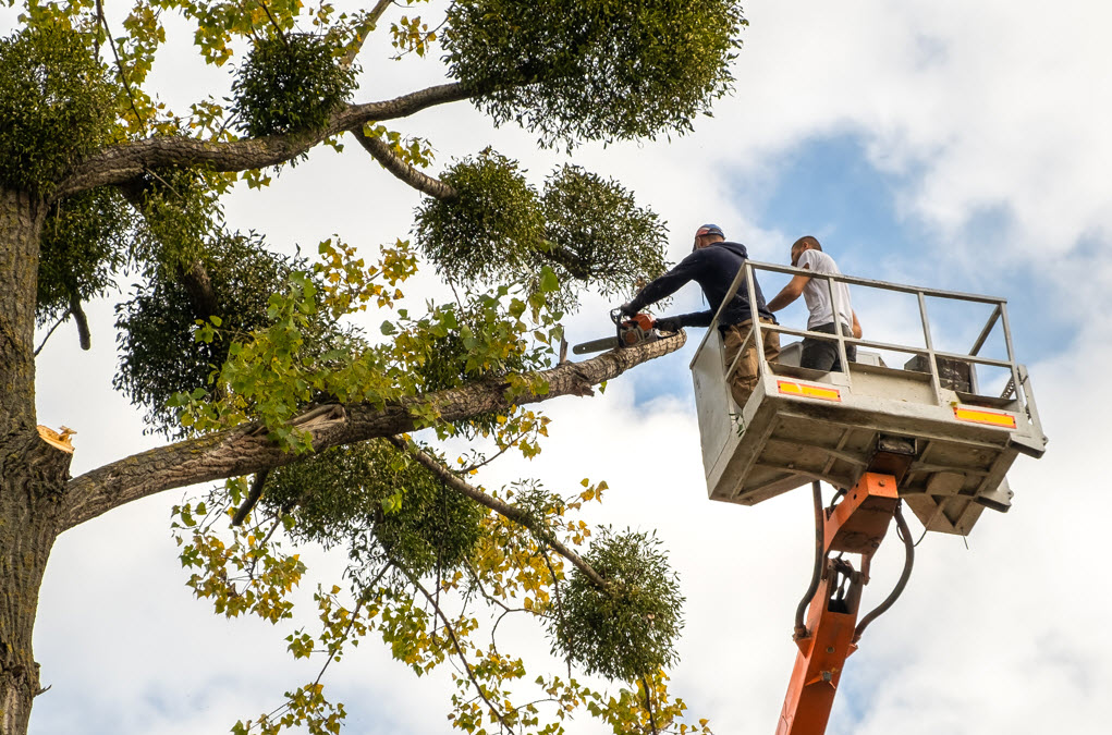 Tree Care Services