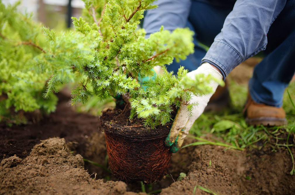 Shrub Planting