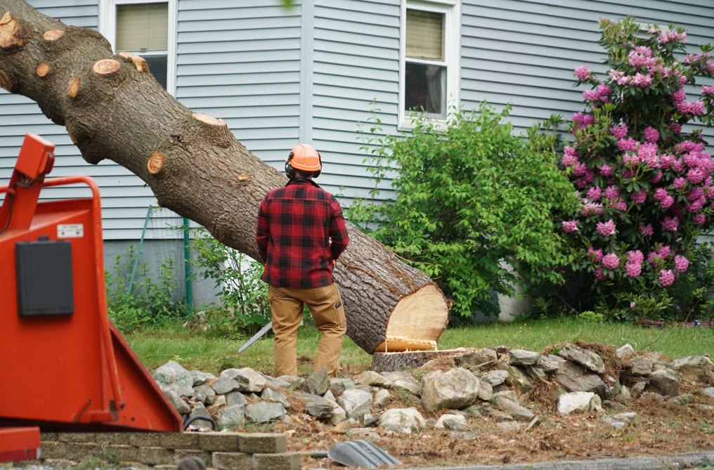 Tree Removal