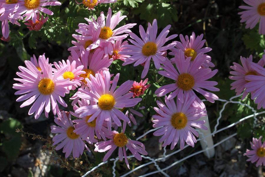 Botanical Garden