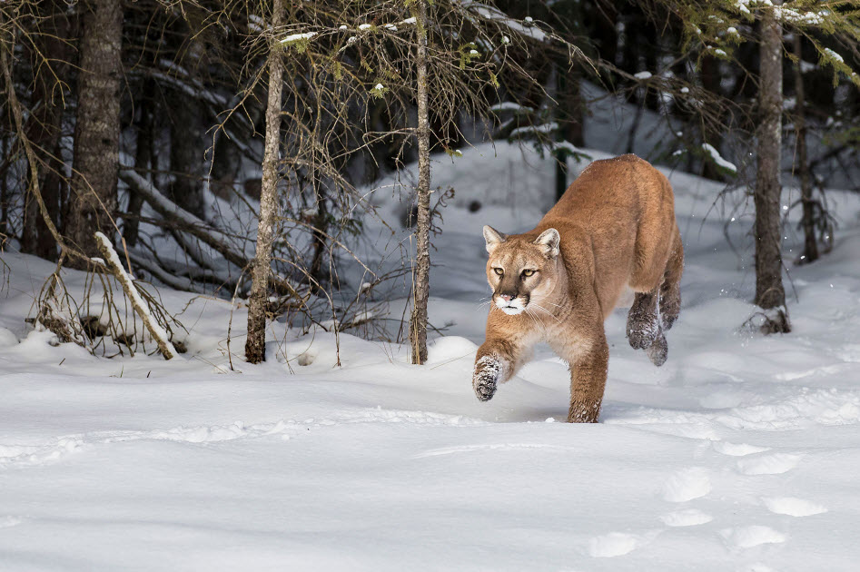 Bobcat & Mountain Lion Hunting Trips