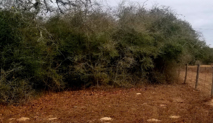 Brush Clearing