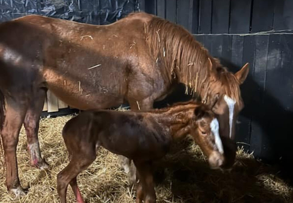 Foaling & Nursing Watch