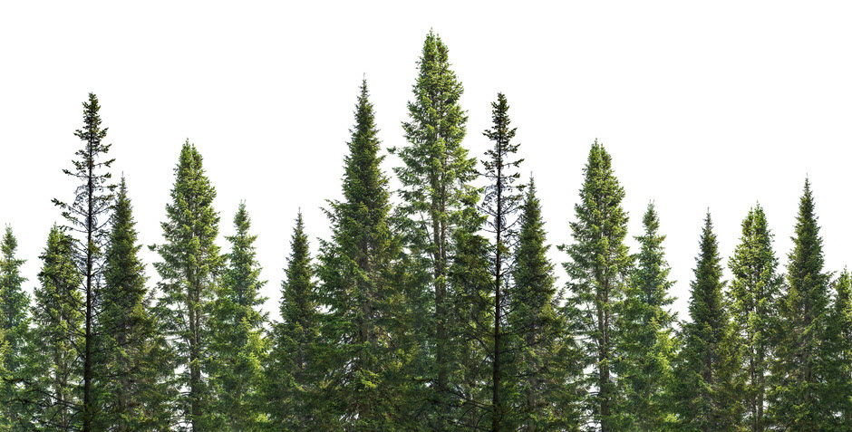 Plant Memorial Trees