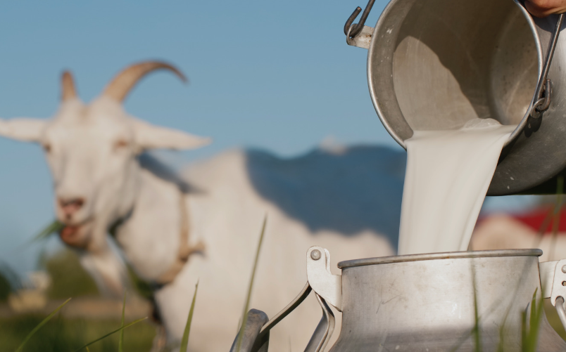 Fresh Goat Milk Shares