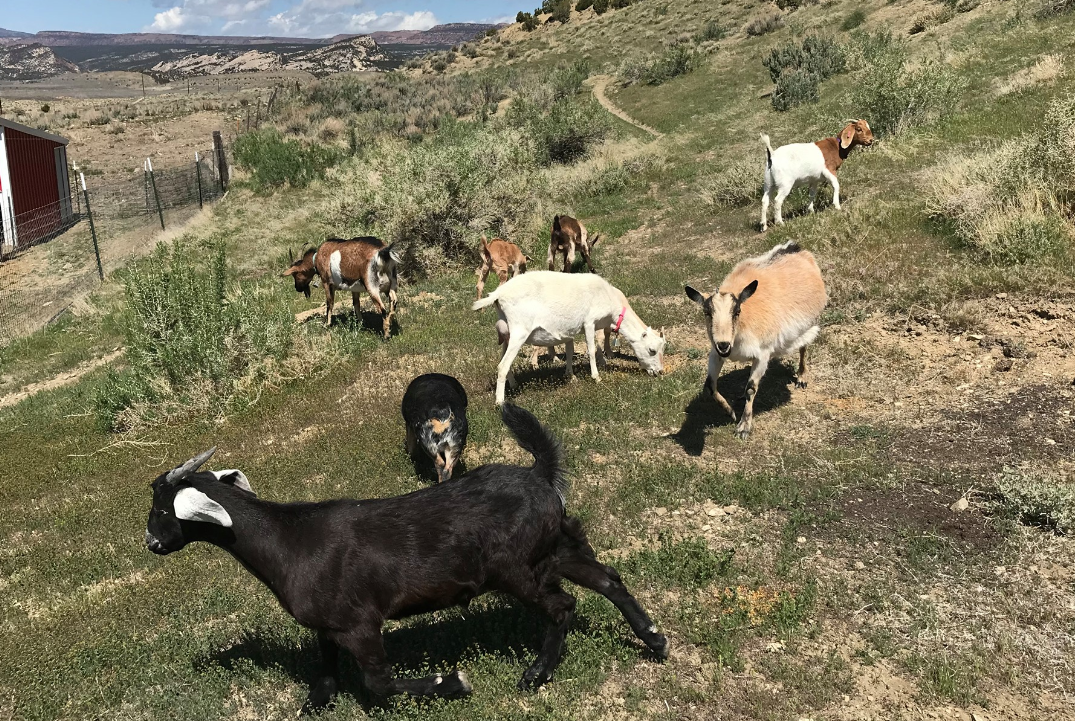 Boer Goats/Goat Meat