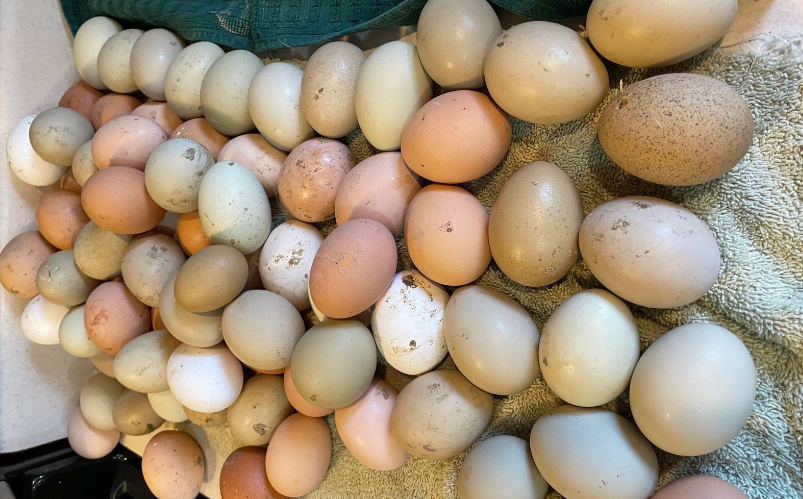 Farm Fresh Eggs