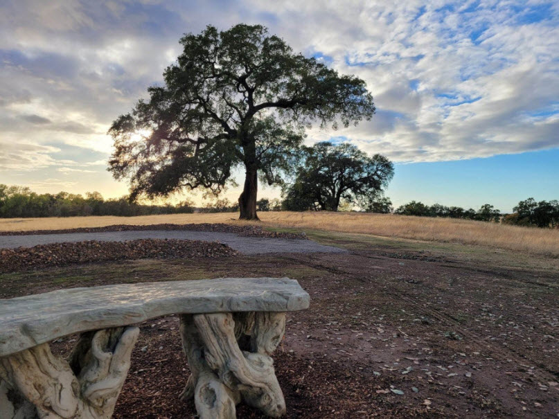 Eternal Memorial Tree