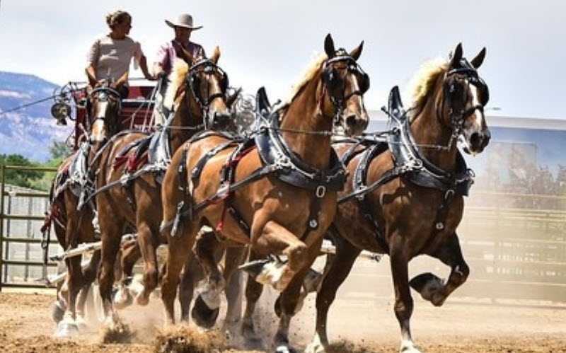 Classic 6-Horse Hitch Draft Horse Show