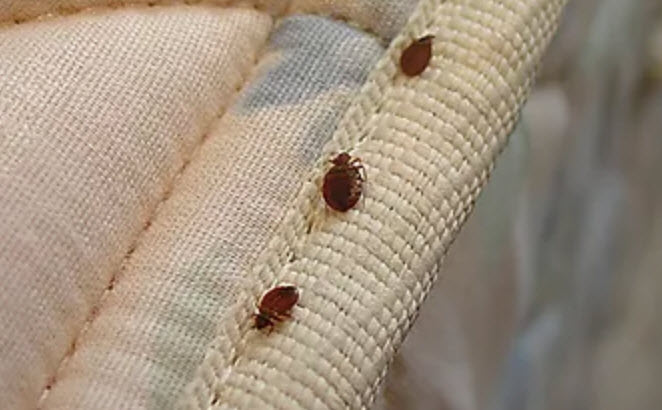 Bed Bug Control