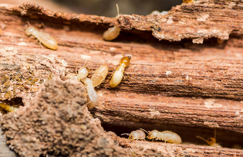 Termite Control