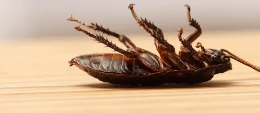 Cockroaches Control