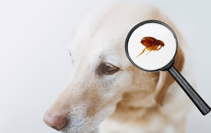 Fleas and Ticks Control