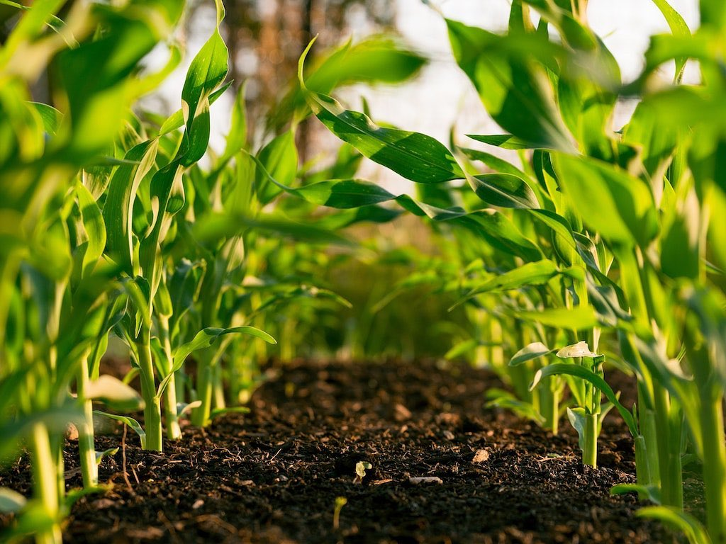 Lawn Fertilization