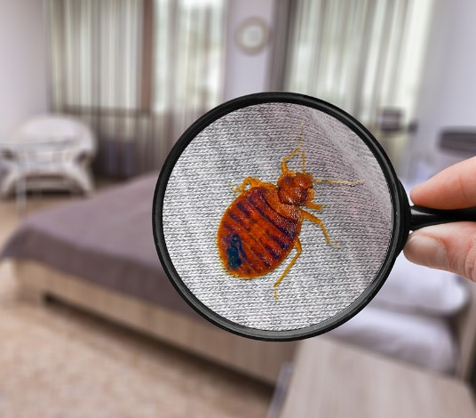 Bedbug Control