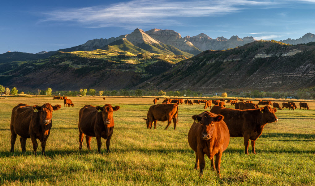 Cattle Ranching Experience