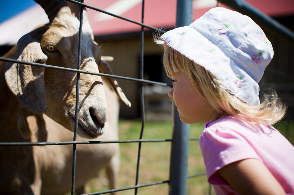 Farm Animal Encounter