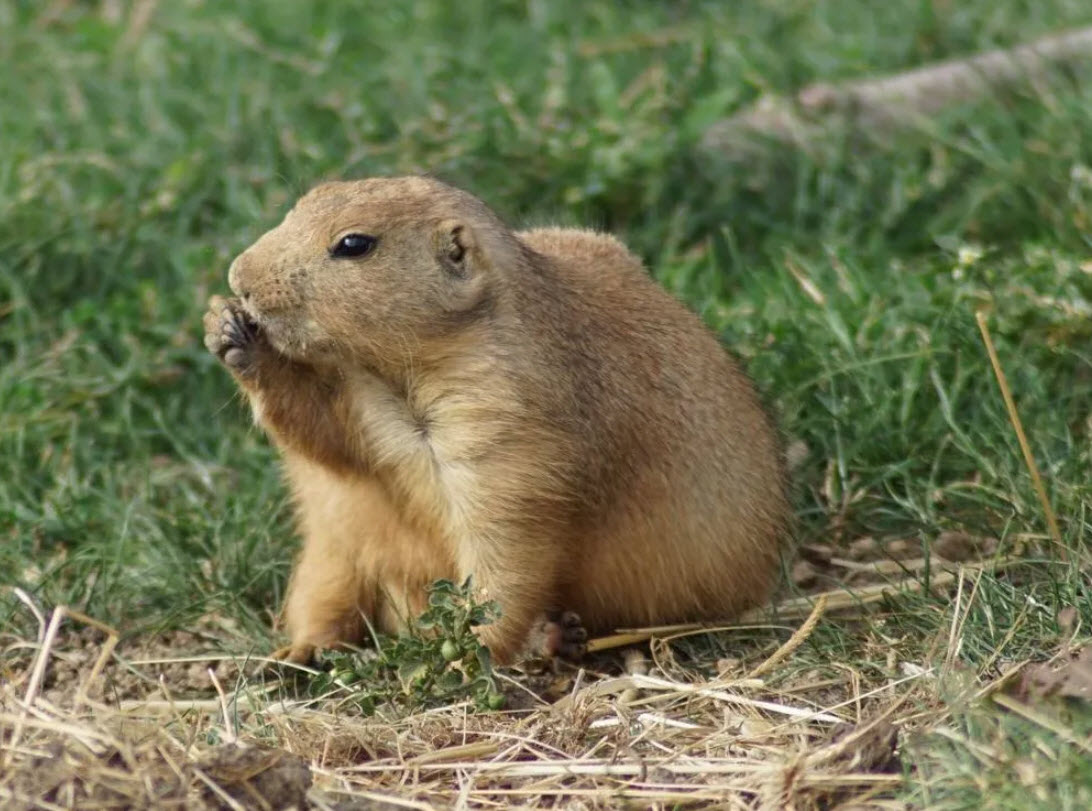 Gophers and Voles