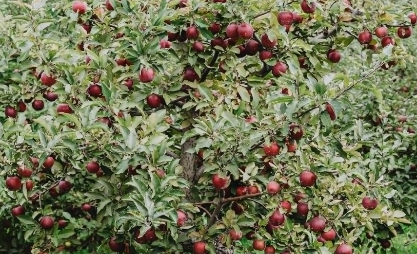 The Harvest Festival and Pick Your Own