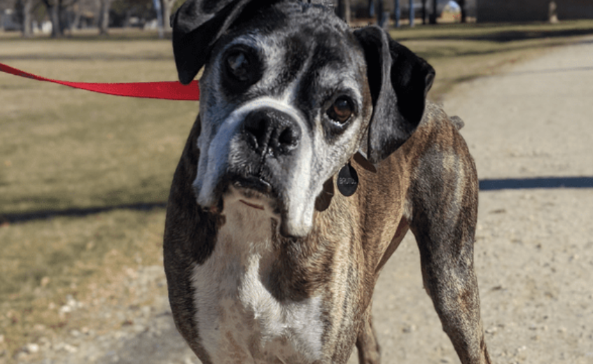 Leash Manners Program