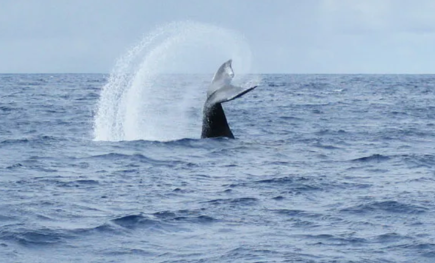 Whale Watching
