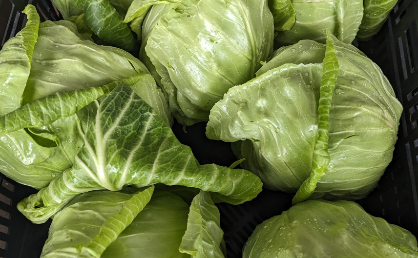 Green Cabbage