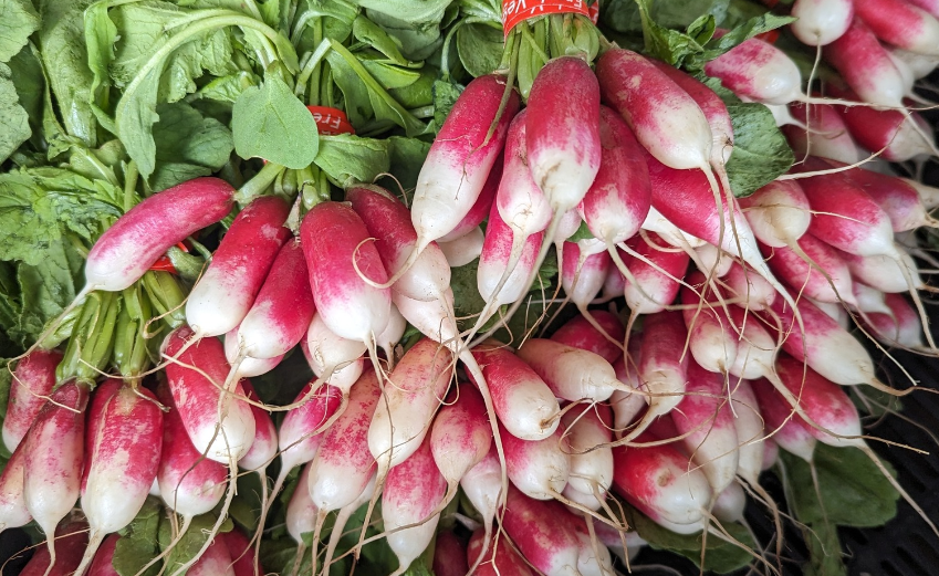 Red Scallions