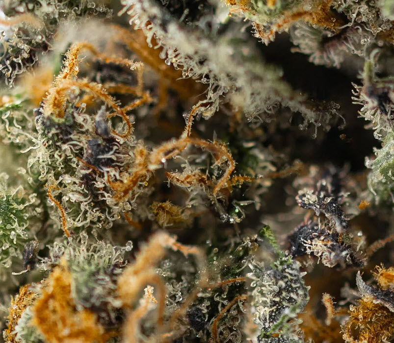 Strains