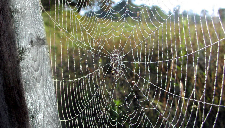 Spider Control