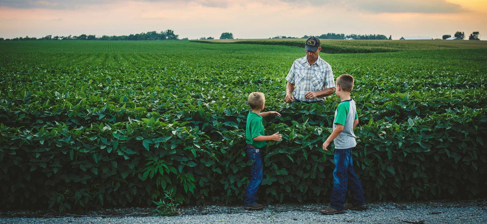 Crop Insurance