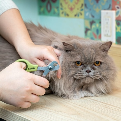 Grooming