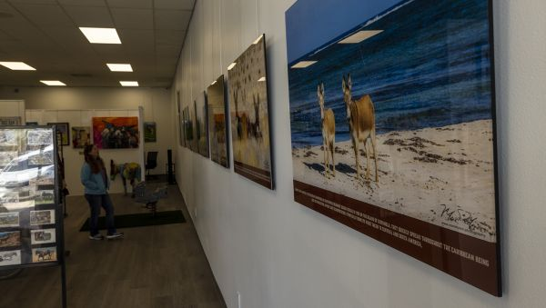 History of Donkeys