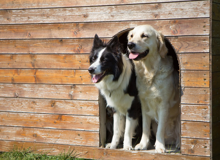 Dog Boarding