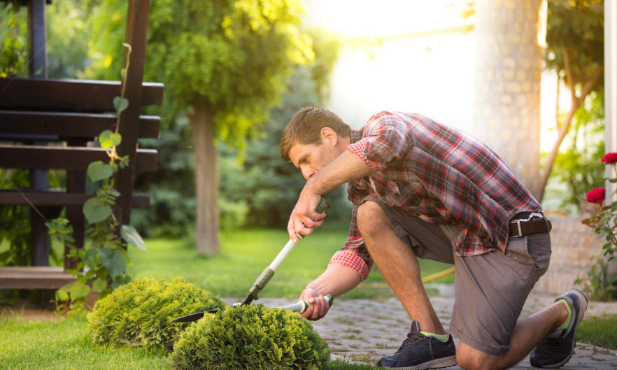 Shrub Care