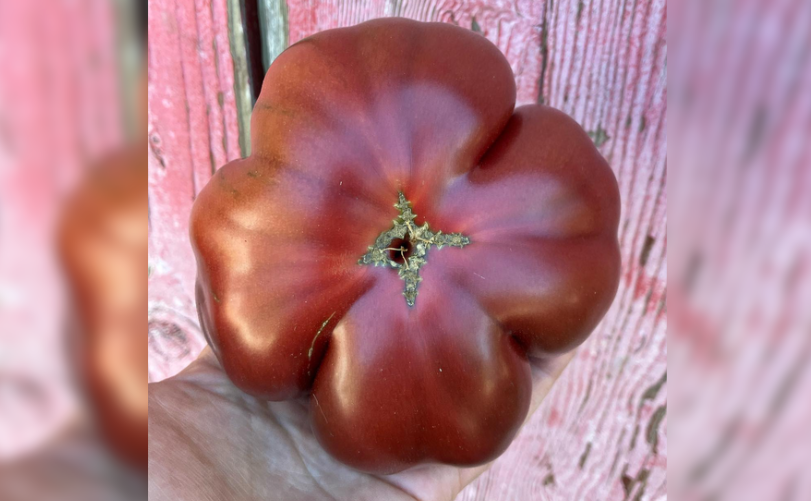 Heirloom Tomatoes