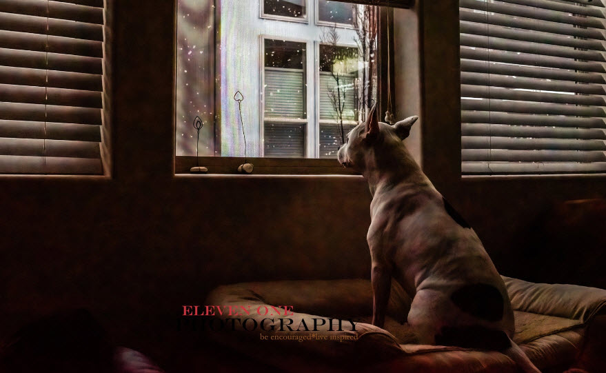 Pet Photography Session