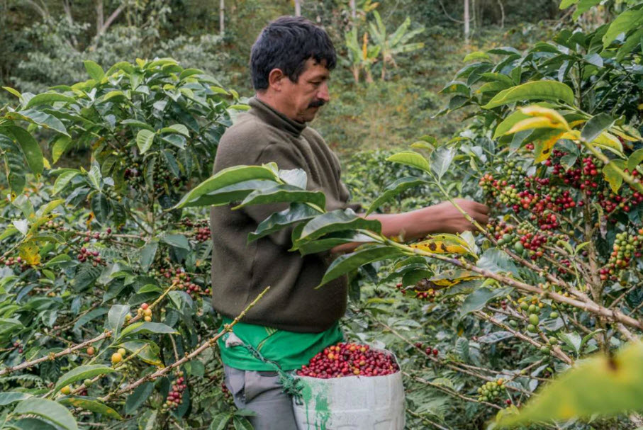 Peru Single Origin