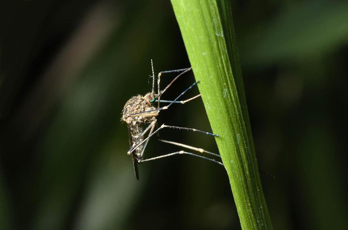 All-Natural Mosquito Treatment