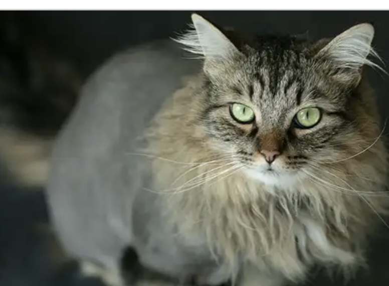 Lion Hairstyle