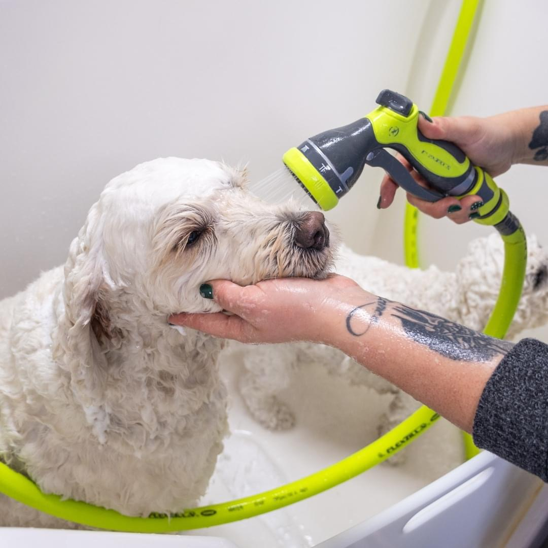 Flea and Tick Shampooing